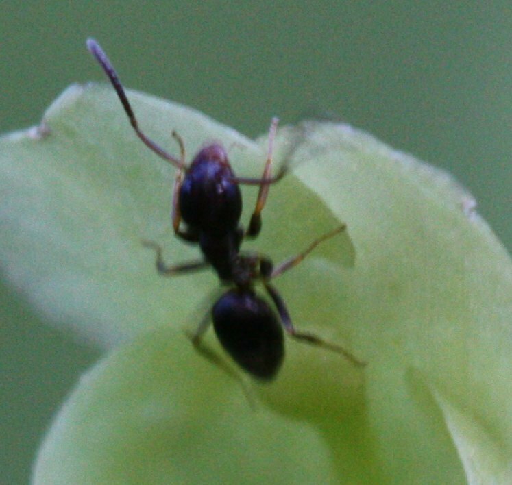 High Resolution Formicidae(Fa) sp006 Animal